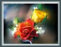 red and yellow roses.jpg
